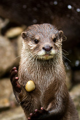 Otter with a stone