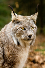 Lynx portrait