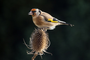 Goldfinch (Carduelis Carduelis)