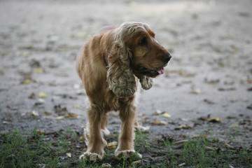 Red spaniel standing on the dirt