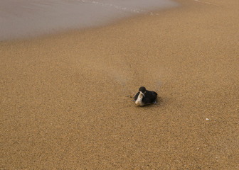 Misty day on Sandy beach near Monterey Bay, Central Pacific coast of California, USA