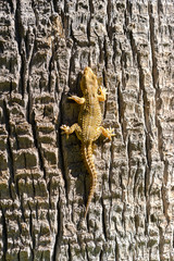 Fototapeta premium Close view of yellow lizard crawling on a tree trunk.