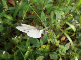 吸蜜中のモンシロチョウ