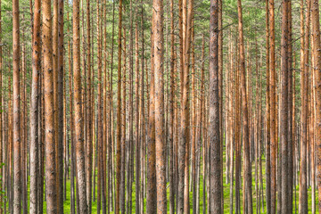A dense coniferous forest with a beautiful thin trunks of pine trees in Sunny day