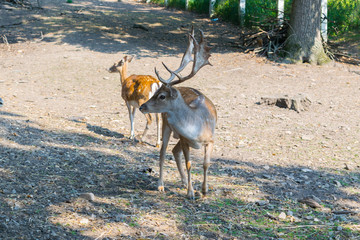 Deer, Stag and Roebuck, Eastern Carpathians Mountains, Moldavia region, Romania, Europe