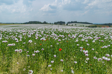 Poopy Flowers, Landscape central Bohemia, Sazava, Czech Republic, Central Europe