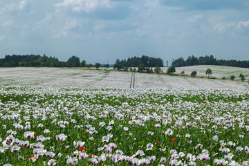 Fototapeta na wymiar Poopy Flowers, Landscape central Bohemia, Sazava, Czech Republic, Central Europe