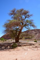 Naklejka premium Atacama Desert trees in Chile