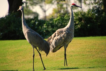 Two Sandhill Cranes Engaged in a Dance