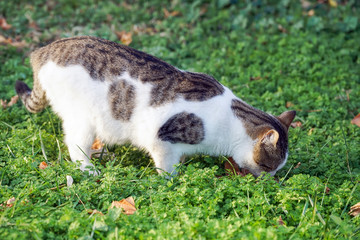 Fototapeta premium Stray cat.Homeless cats and kittens in the urban environment, natural light