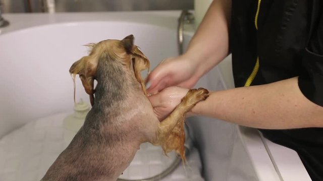 Yorkshire terrier dog taking a shower and massage
