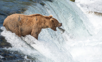 Fototapeta premium Alaskan brown bear attempting to catch salmon