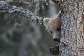 Alaskan brown bear cub © Tony Campbell