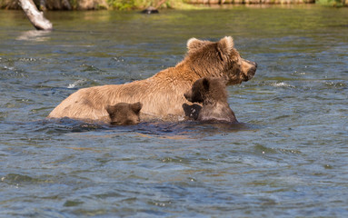 Alaskan brown bear sow and cubs