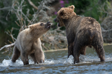 Two Alaskan brown bears fighting