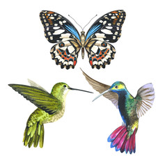 Obraz premium Sky bird colibri anf butterfly in a wildlife by watercolor style isolated.