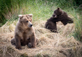 Obraz na płótnie Canvas Alaskan brown bear sow with cubs