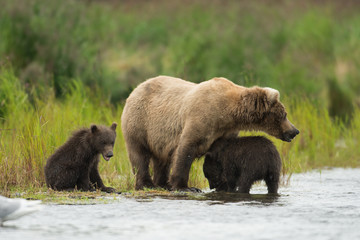 Alaskan brown bear and cubs