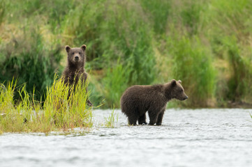 Fototapeta premium Alaskan brown bear cubs