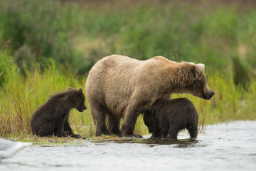 Alaskan brown bear and cubs