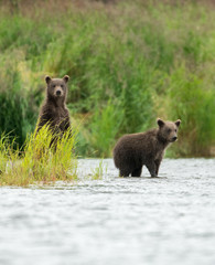 Obraz premium Alaskan brown bear cubs
