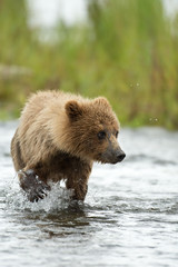 Obraz premium Alaskan brown bear cub