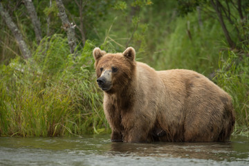Fototapeta na wymiar Alaskan brown bear sow
