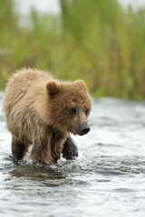 Fototapeta premium Alaskan brown bear cub