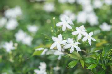 White flower Murraya paniculata or Orang Jessamin