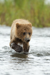Fototapeta premium Alaskan brown bear cub