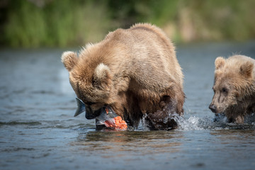 brown bear with salmon