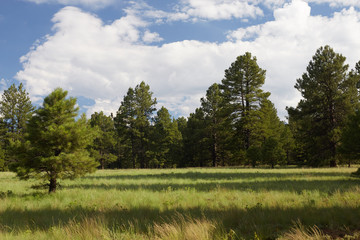 Kaibab Forest