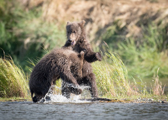 Two cute brown bear cubs playing