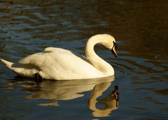 White swan, Cygnus and reflection