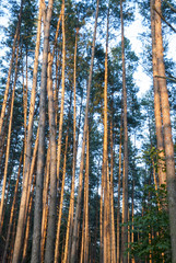 Obraz premium Pine forest at sunset