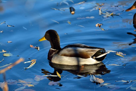 Mallard duck, male on brilliant blue lake