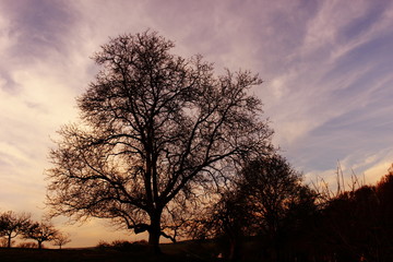 Fototapeta na wymiar Sonne hinter Baum 