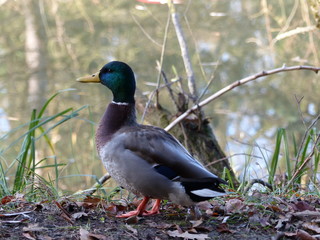 Canard Colvert