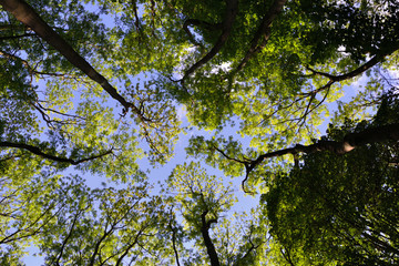 Looking up through a canopy of trees to a blue sky