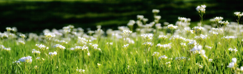 Panorama of White Pearlwort Flowers