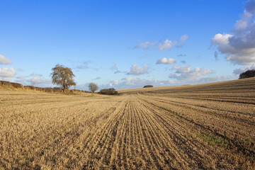 patterned straw stubble