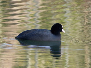  Foulque macroule sur l'eau