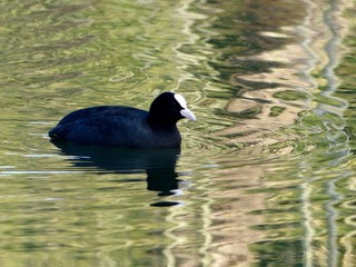  Foulque macroule sur l'eau