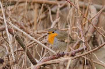 EUROPEAN ROBIN