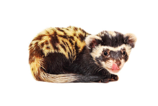 Marbled polecat (Vormela peregusna) licking her lips on white background.