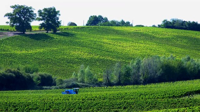 Grape Harvest Machine - Bordeaux Vineyard