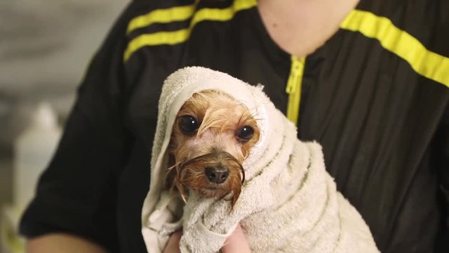 Yorkshire terrier dog was covered with a towel after a shower in pet salon
