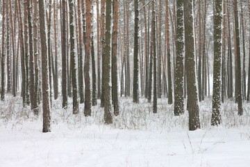 Fototapeta premium Snow covered pine trees in winter forest. Winter forest with trees. Outdoor woods nature landscape at cold day. Cold day in snowy winter forest.