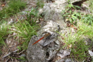 red dragonfly