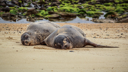 Neuseeländische Seelöwen